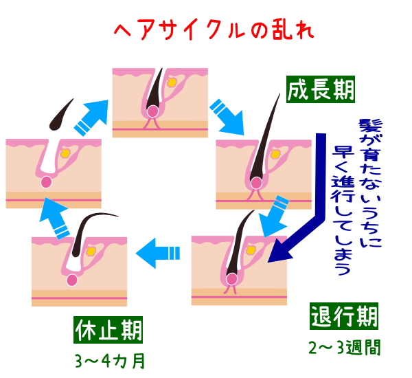 �w�A�T�C�N���̗���